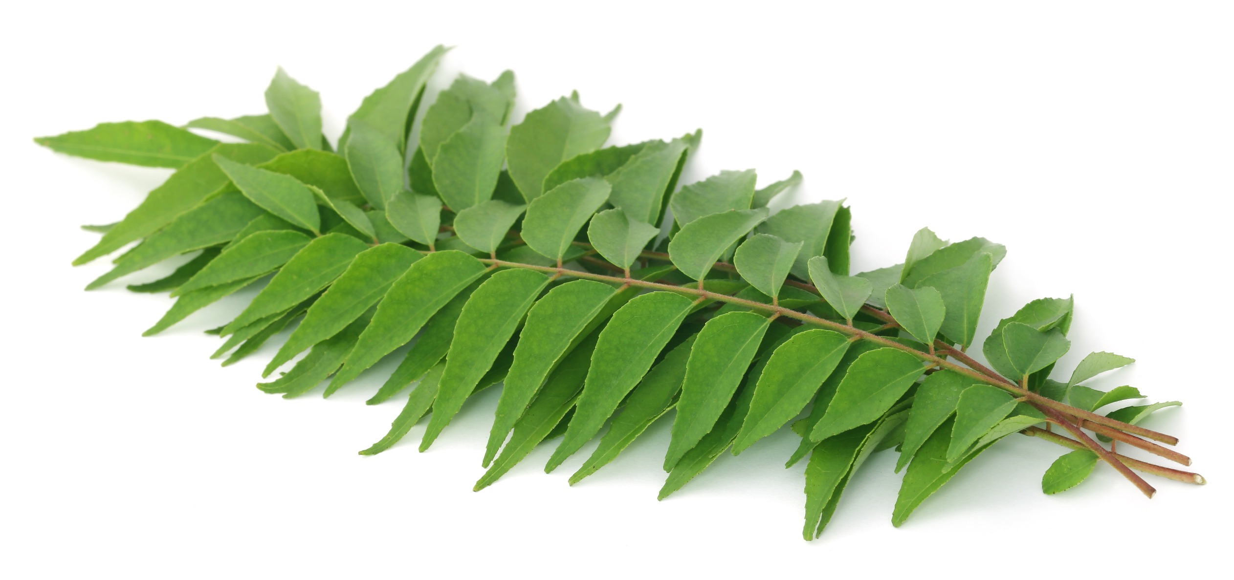 Curry Leaves