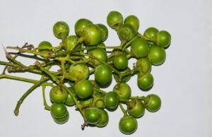 Gunda
