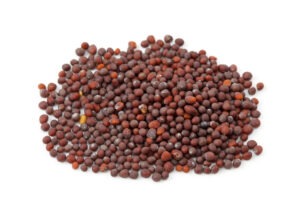 Mustard Seeds